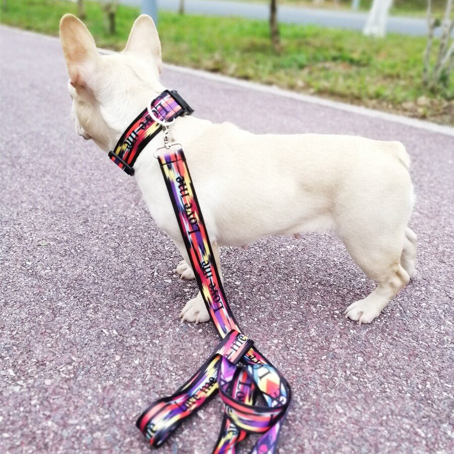 Pet Product For Dog Pet Collar Leash Nylon High Quality Multiple Series Colorful Fashion New Design Dog Collar Adjustable ShopOnlyDeal