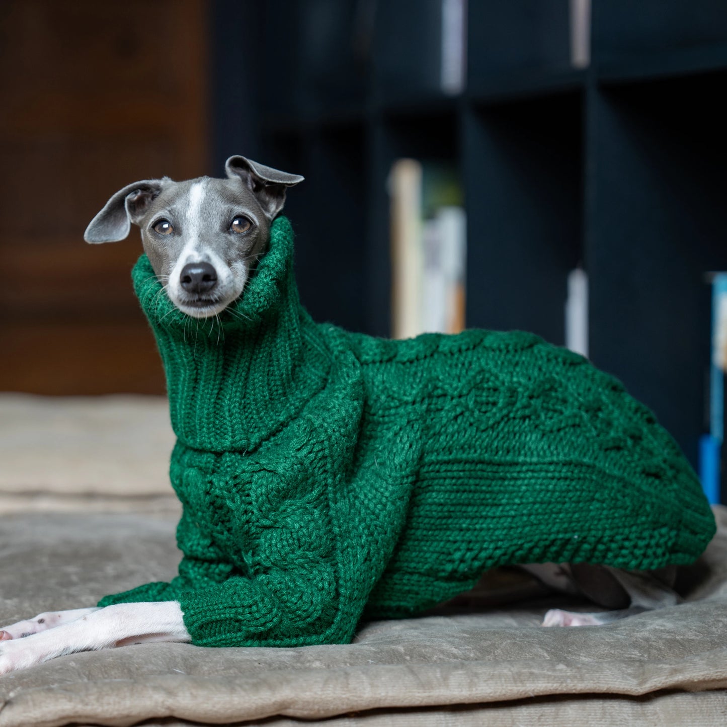 Green turtleneck thickened pet sweater Italian greyhound whippet two-legged knitted dog clothes ShopOnlyDeal