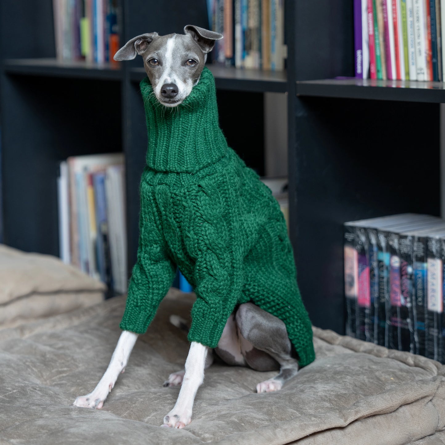 Green turtleneck thickened pet sweater Italian greyhound whippet two-legged knitted dog clothes ShopOnlyDeal