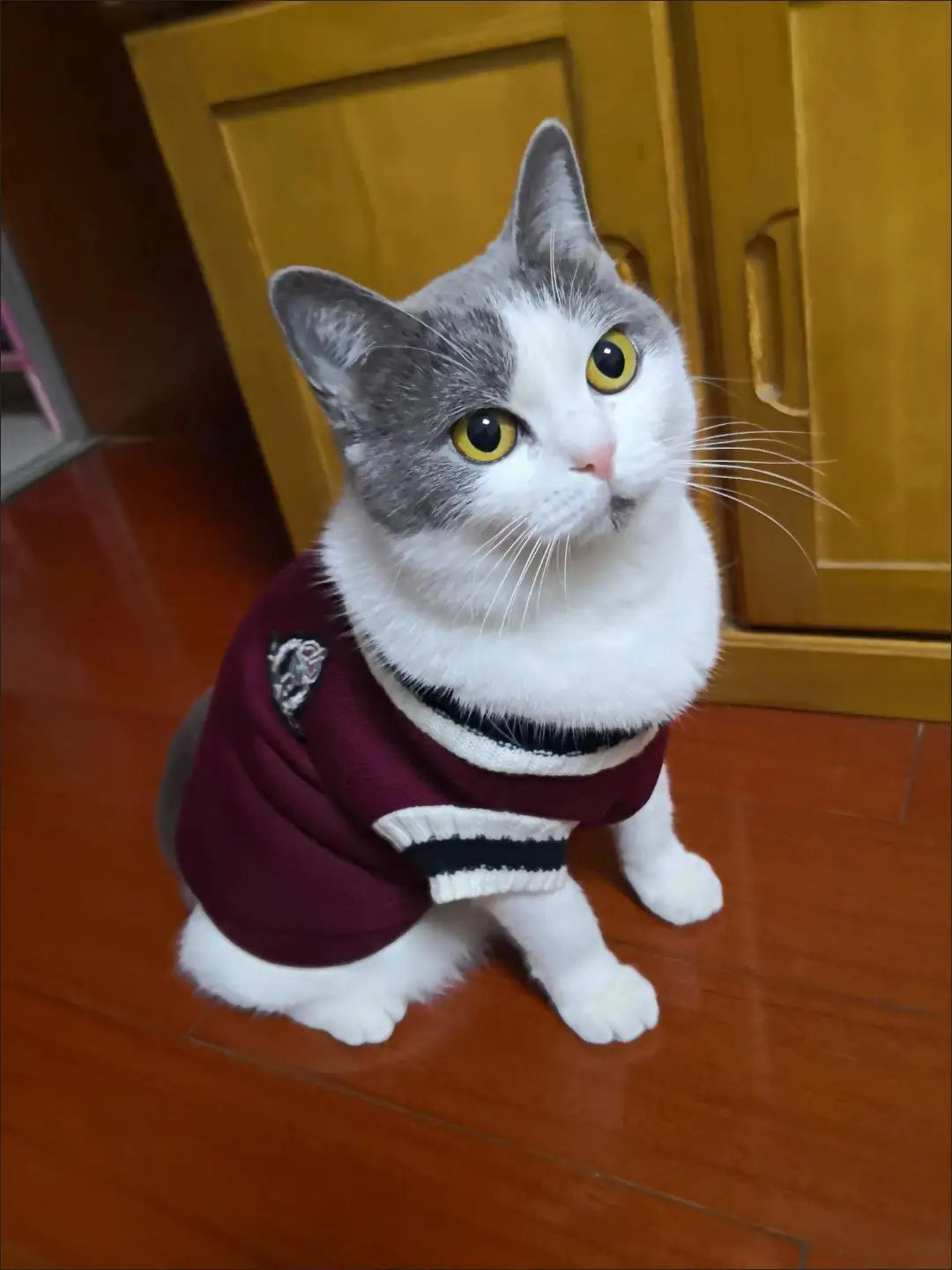 Cat Clothes Pet Solid Costume | Autumn Winter Jacket | Christmas Sweater for Small Dog Cats | Kitten Clothing Puppy Vest | Kitty Outfits ShopOnlyDeal